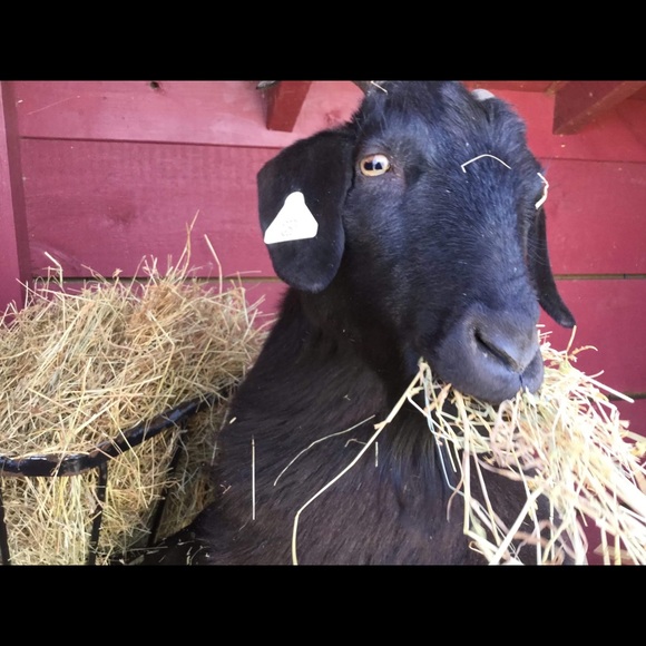 Meet your Posher, Isabelle - Picture 3 of 5